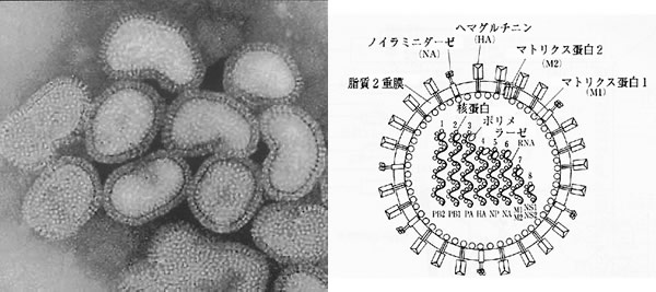 インフルエンザウィルス 電子顕微鏡写真