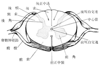 脊髄断面図